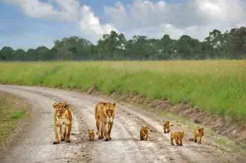 familie leeuwen