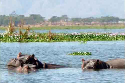Lake Naivasha nijlpaarden