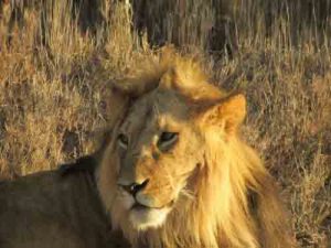 leeuw in ol pejeta
