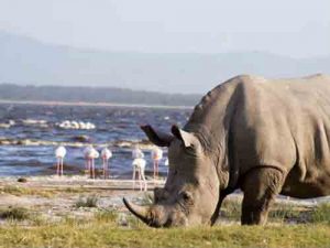 neushoorn aan lake naikuru