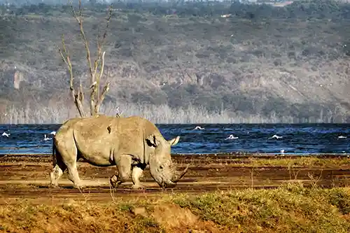 witte neushoorne aan lake nakuru